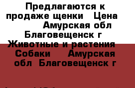 Предлагаются к продаже щенки › Цена ­ 25 000 - Амурская обл., Благовещенск г. Животные и растения » Собаки   . Амурская обл.,Благовещенск г.